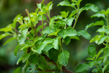 Fototapeta na wymiar Holy basil in organic garden. Tulsi is used in ayurvedic medicine.