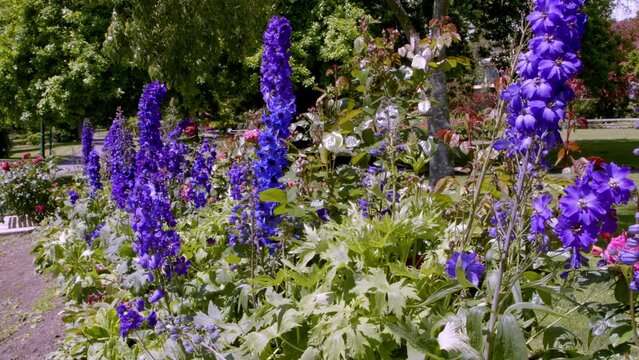 Beautifully blue colored flowers in well maintained garden on a sunshine day.