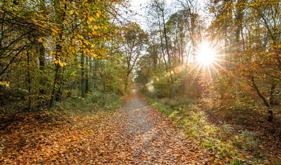 Obraz premium herbst