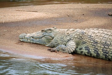 Nile Crocodile