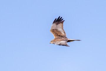 Western Marsh Harrier 