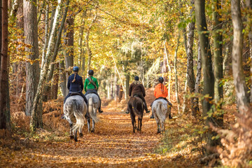 reiter im darßwald