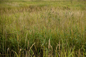 갈대가 만든 녹색 바탕