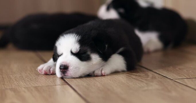 Black and white husky puppies resting on the floor in a house or apartment