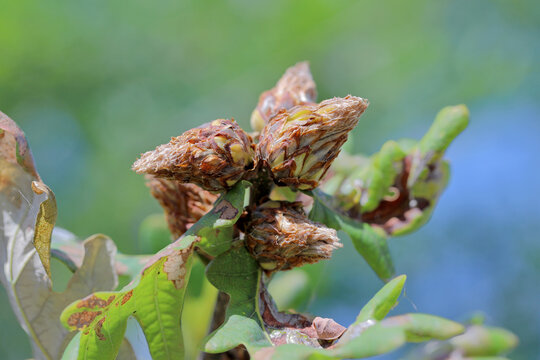 Oak Artichoke Gall Caused By The Gall Wasp Andricus fecundator