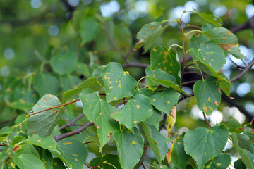 Damage to Tilia europaea leaf caused by the Lime felt gall mite Eriophyes leiosoma.