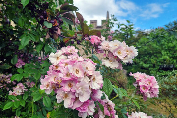Fototapeta na wymiar Blooming Musk Rosehip in the garden. Musk rose is a perennial shrub species of the genus Rosehip of the Rosaceae family.