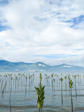 Mangrove Saplings In Palu Bay