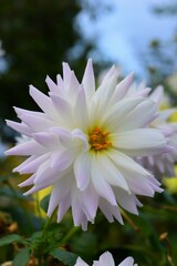 畑の白色ダリア