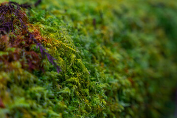 Close-up of fresh green moss growing covered on stone floor and Wood. selective focus background in forests 