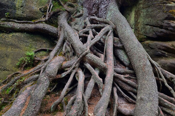 Close-up of the roots of a tree in a mountainous area.
