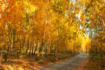 Obraz premium autumn forest with fallen leaves on the path.Yellow birch grove and dirt road on a sunny day. 