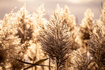 Dry plant reeds as beauty nature background. Abstract matural backdrop. Reed grass or pampas grass...