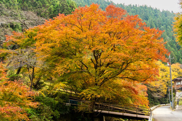 Autumn forest landscape. Gold color tree, red and orange foliage in fall park. Nature change scene. Yellow wood in scenic scenery. Panorama of a sunny day forest 