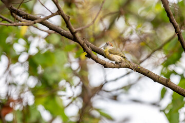 Typical tropic bird known as 