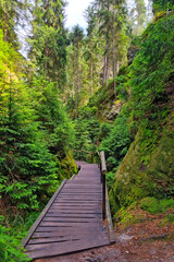 Fototapeta premium A picturesque pedestrian wooden path in the forest.