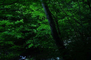 water nature tree landscape sky forest summertime river lake sea foliage green blue sunsets sun abstract trees night clouds autumn underwater islands mountains seas