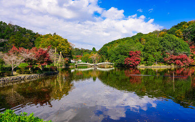 Fototapeta premium 秋晴れの薬師池公園 水辺の紅葉（東京都町田市）
