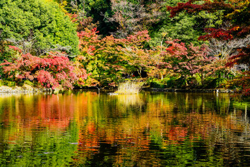 秋晴れの薬師池公園　水辺の紅葉（東京都町田市）