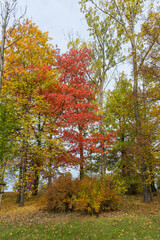 Drzewa, kolory jesieni 