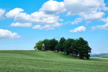 View of the rural field with green trees and blue sky.