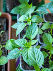 Pepper seedlings in plastic containers, soft focus. concept of organic vegetable growing
