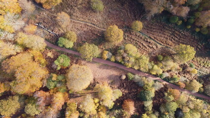 Epping forest England  UK in Autumn, fall  vibrant tree colours sunny day aerial drone overhead birds eye view
