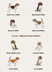 Beagle colors. Cute dog characters in various poses, design for print, adorable and cute cartoon vector set, in different poses. All popular colors. Dog Drawing collection set. Standing, sitting.