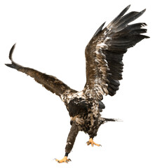 Buzzard Eagle Hunting