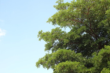 green branches on blue sky background