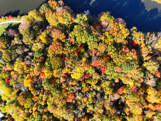 Aerial View of some Lakeside Trees in Fall Colors