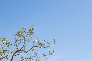 Branches and blue sky in the morning