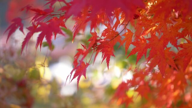 autumn leaves changing colour in Japan, Japanese maple in the fall, momiji in Japan, zen meditation background