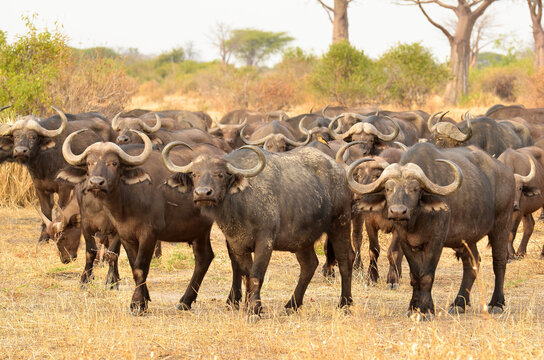 African Cape Buffalo, Africa