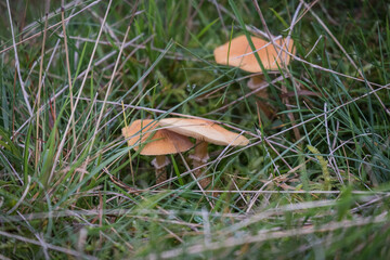 Autumn fungi growing in grass