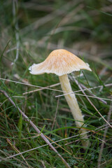 Autumn fungi growing in grass
