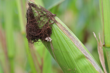 Maize, corn damaged by larva, caterpillar of European Corn Borer (Ostrinia nubilalis). It is a one...