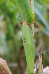 Maize, corn damaged by larva, caterpillar of European Corn Borer (Ostrinia nubilalis). It is a one of most important pest of corn crop.