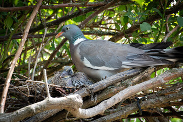 pigeon on a tree