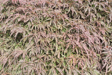 Red and green leaves of a Janapese maple in close-up