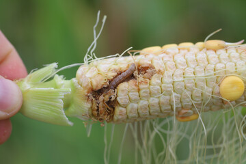 Maize, corn damaged by larva, caterpillar of European Corn Borer (Ostrinia nubilalis). It is a one of most important pest of corn crop.