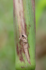 Maize, corn damaged by larva, caterpillar of European Corn Borer (Ostrinia nubilalis). It is a one of most important pest of corn crop.