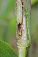 Maize, corn damaged by larva, caterpillar of European Corn Borer (Ostrinia nubilalis). It is a one of most important pest of corn crop.