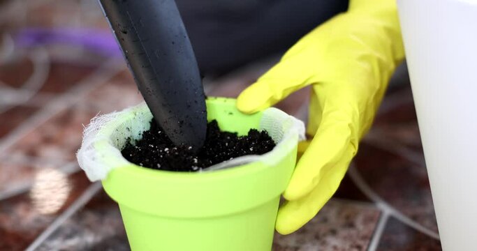 Hands of woman gardener, transplants plants and pours groot into flower pot