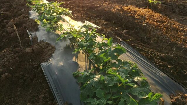 4k, Watermelon farming area in the south of Thailand, Watermelon farm, Watermelon field in sunray, Sun beam, Sun flar