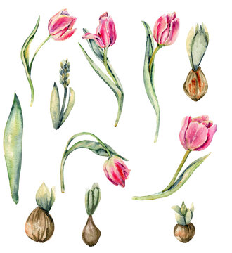 Hand drawn watercolor flowers tulips set with germinated tulip bulbs. It's perfect for greeting cards, wedding invitation, birthday and mothers day cards. Watercolor botanical illustration isolated