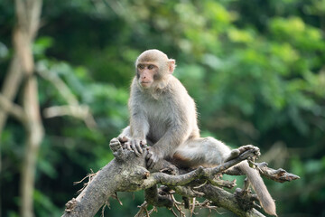 Naklejka na ściany i meble Formosan macaque, Formosan rock monkey also named Taiwanese macaque in the wild.