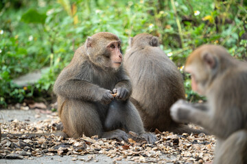 Obraz premium Formosan macaque, Formosan rock monkey also named Taiwanese macaque in the wild.