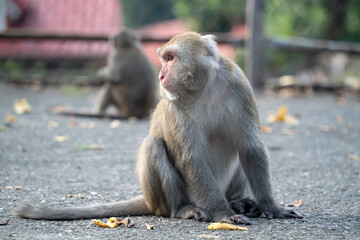 Formosan macaque, Formosan rock monkey also named Taiwanese macaque in the wild.