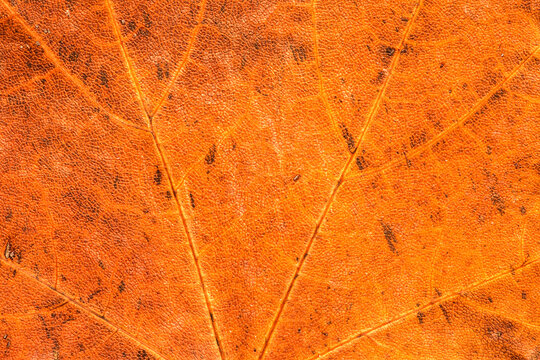 autumn leaf background